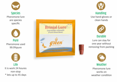 Combo Pack of Funnel Pheromone Trap + Brinjal Pheromone Lure (for Brinjal Fruit & Shoot Borer)