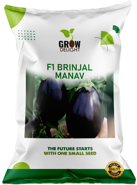 Brinjal F1 Manav