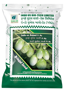 Brinjal Indo US Rajani