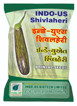 Brinjal Indo US Shivlaheri