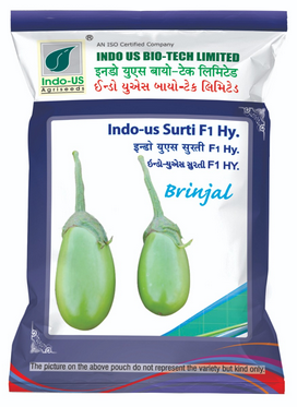 Brinjal Indo US Surati