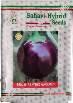 Brinjal F1 Kanchan 75
