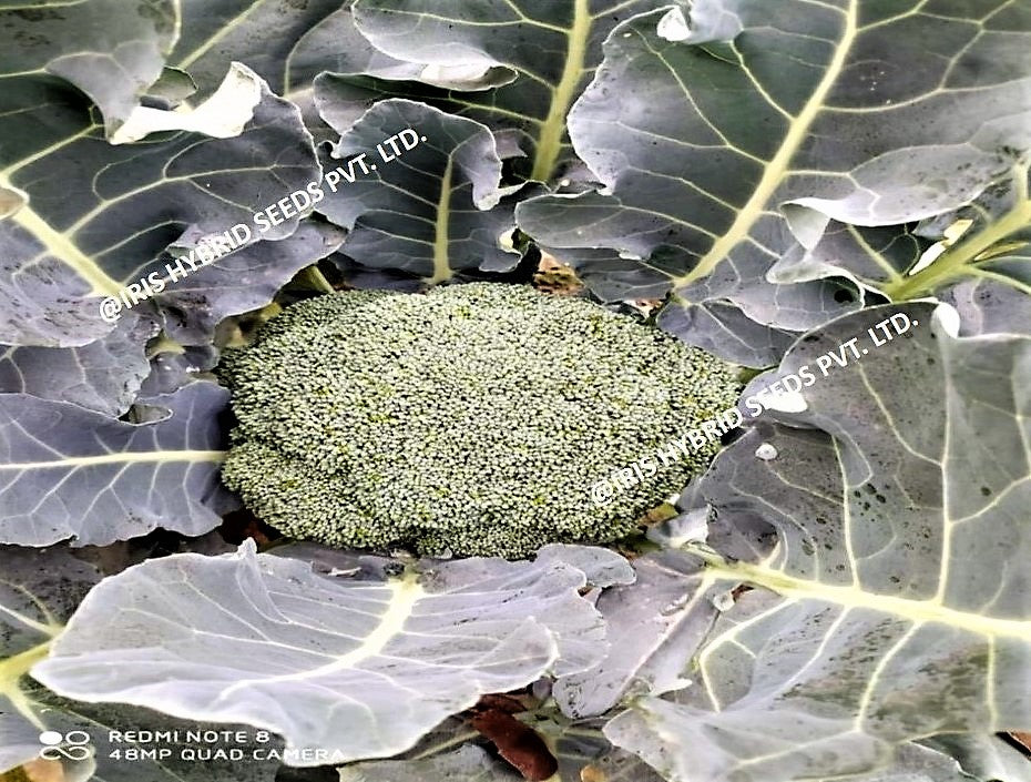 Iris Broccoli F-1 Hybrid Cali-09