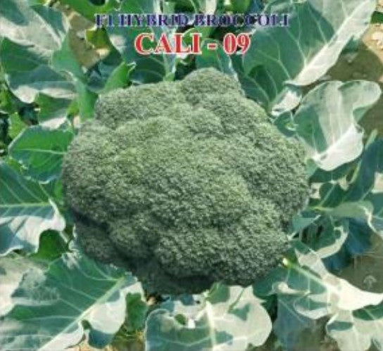Iris Broccoli F-1 Hybrid Cali-09