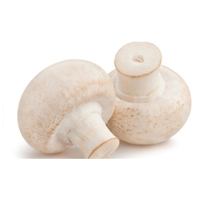 SporeKart Shroomness White Button Mushroom liquid Spawn (250ml)