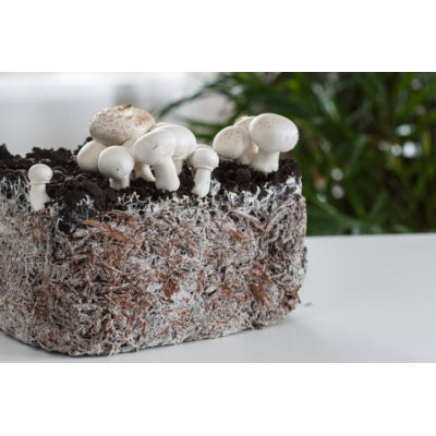 SporeKart Shroomness White Button Mushroom liquid Spawn (250ml)