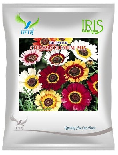 Iris Imported OP Chrysanthemum Carinatum Mix 300+ Seeds