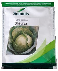 Cabbage / Patta Gobi Shaurya
