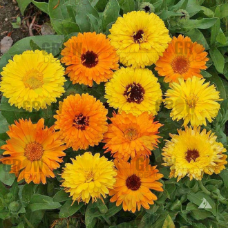 Grow Delight Imported Calendula Mix