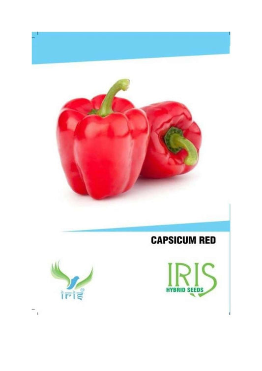 Iris Imported Red Capsicum