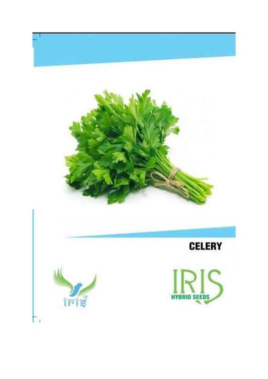 Iris Imported Celery 350 Seeds