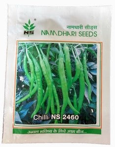 Chilli / Hot Pepper NS 2460