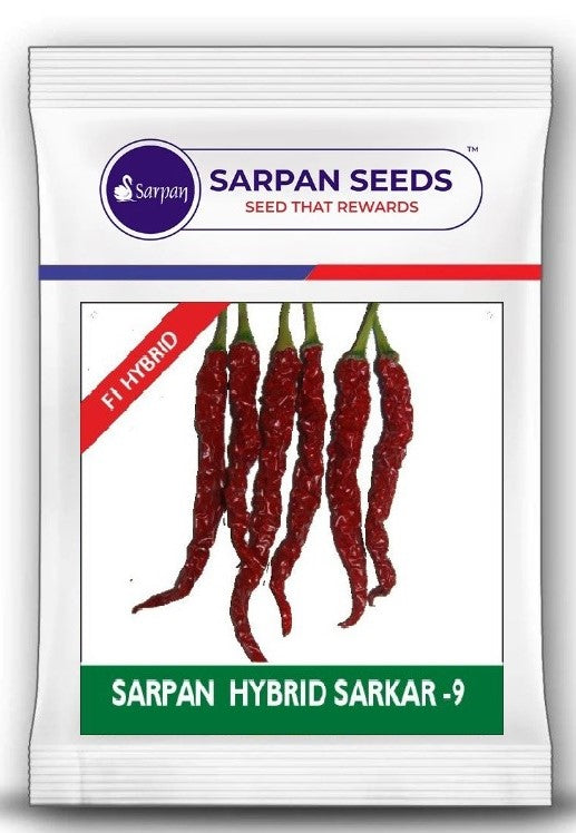 Chilli / Hot Pepper Sarpan Hybrid Sarkar-9
