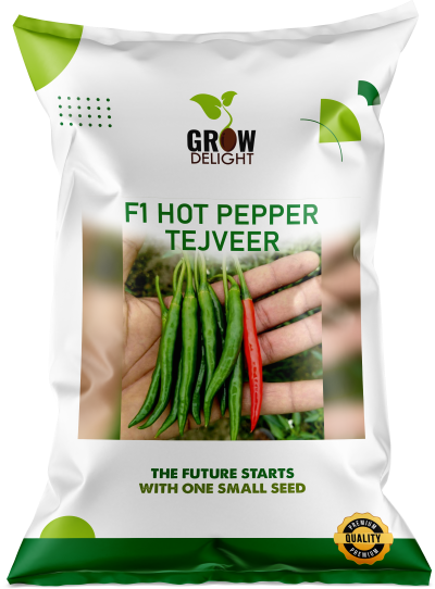 Chilli / Hot Pepper F1 Tejveer