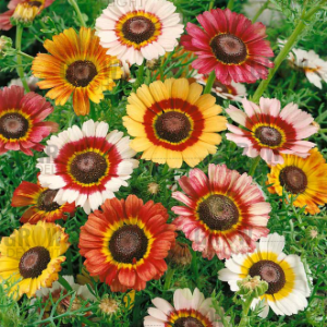 Grow Delight Imported Chrysanthemum Carinatum Mix