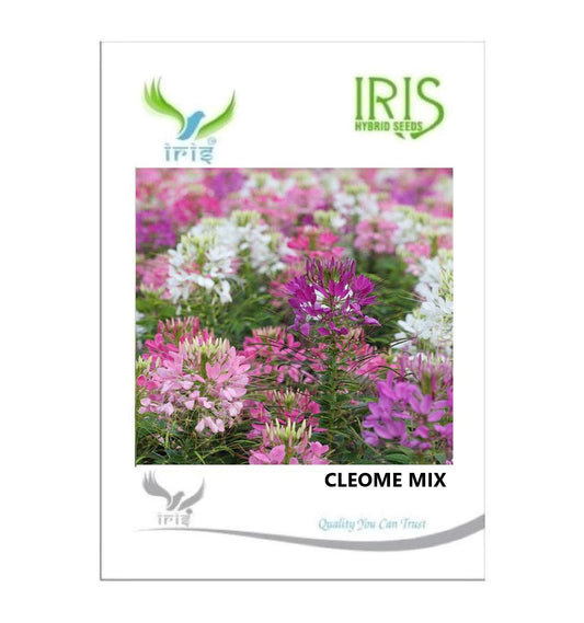Iris Imported Cleome Mix 55 Seeds