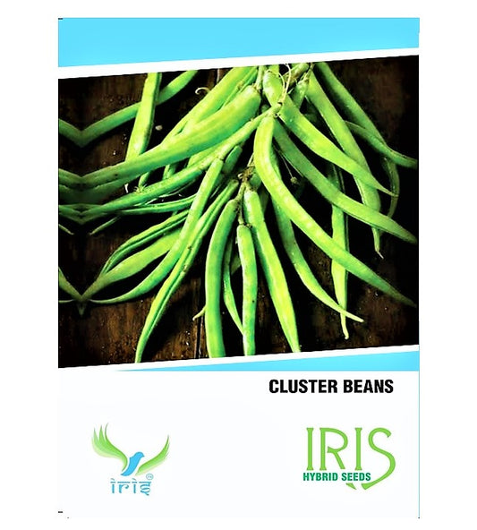 Iris OP Cluster Beans / Guar