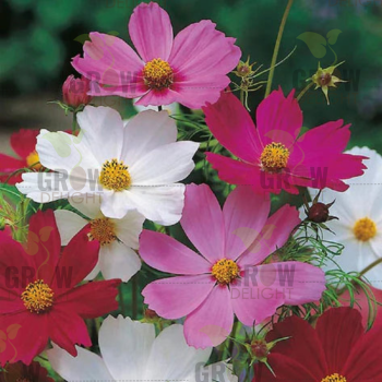 Grow Delight Imported Cosmos Mix