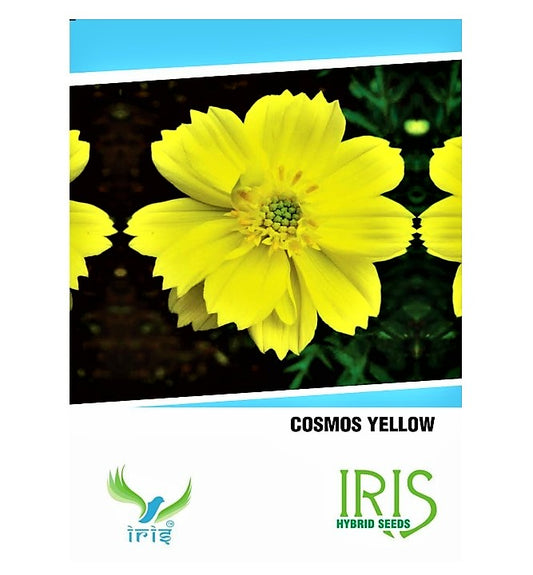 Iris Imported Cosmos Yellow 15 Seeds