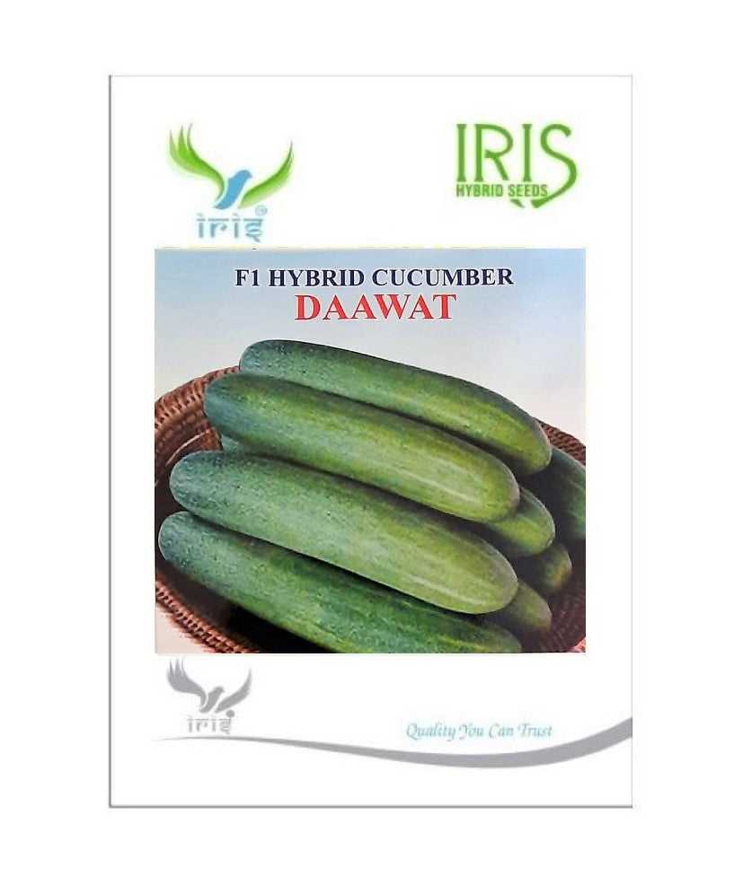 Cucumber / Kakri F1 Iris Dawat