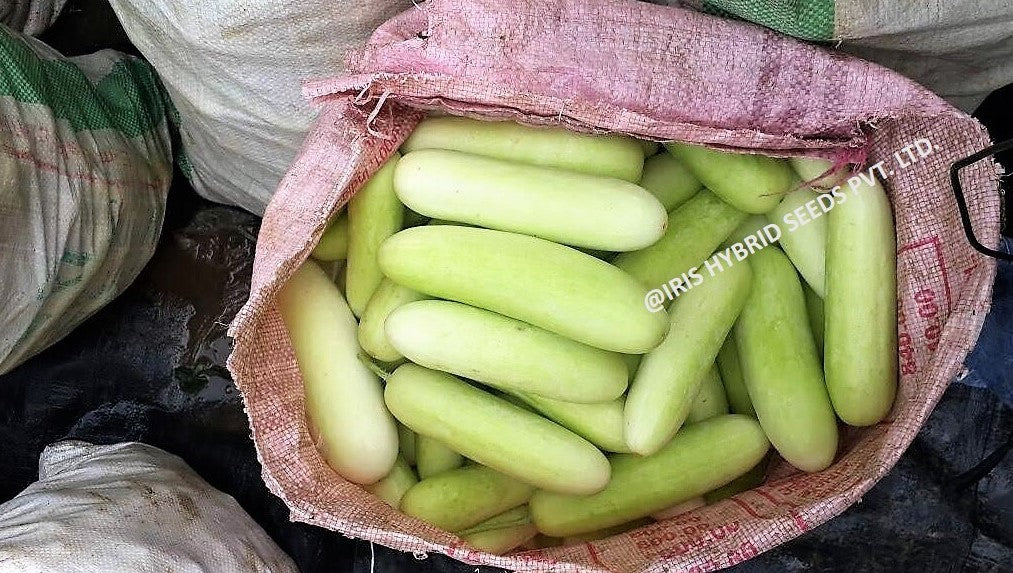 Cucumber / Kakri F1 Iris IHS-035 20 grams