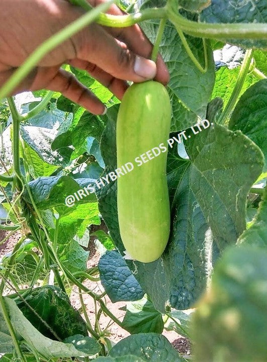 Cucumber / Kakri F1 Iris IHS-035 20 grams