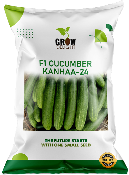 Cucumber / Kakri F1 Kanhaa-24