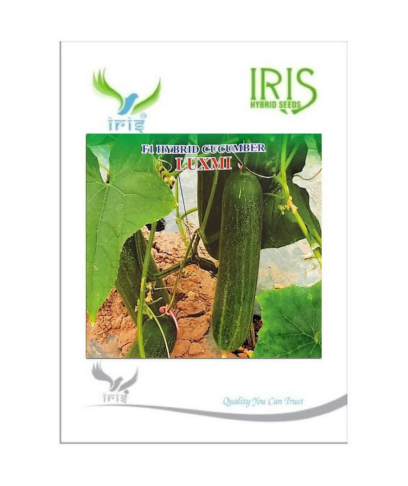 Cucumber / Kakri F1 Iris Luxmi