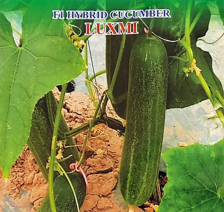 Cucumber / Kakri F1 Iris Luxmi