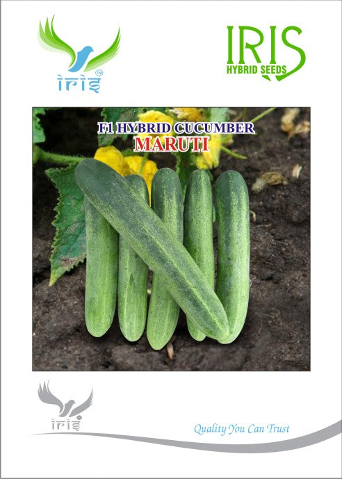 Cucumber / Kakri F1 Iris Maruti