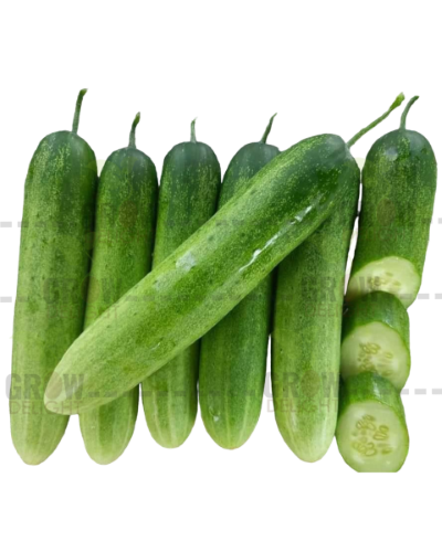 Cucumber / Kakri F1 Shankar-27