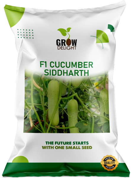 Cucumber / Kakri F1 Siddharth