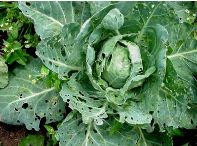 DBM Lure / Plutella xylostella Pheromone Lure