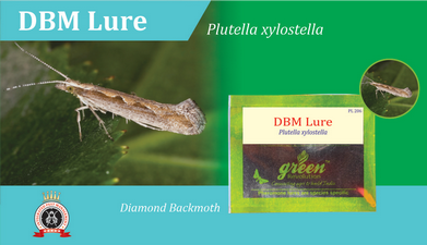 DBM Lure / Plutella xylostella Pheromone Lure