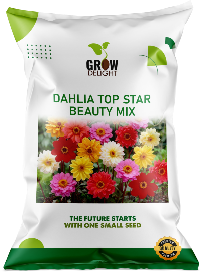 Grow Delight Imported Dahlia Top Star Beauty Mix