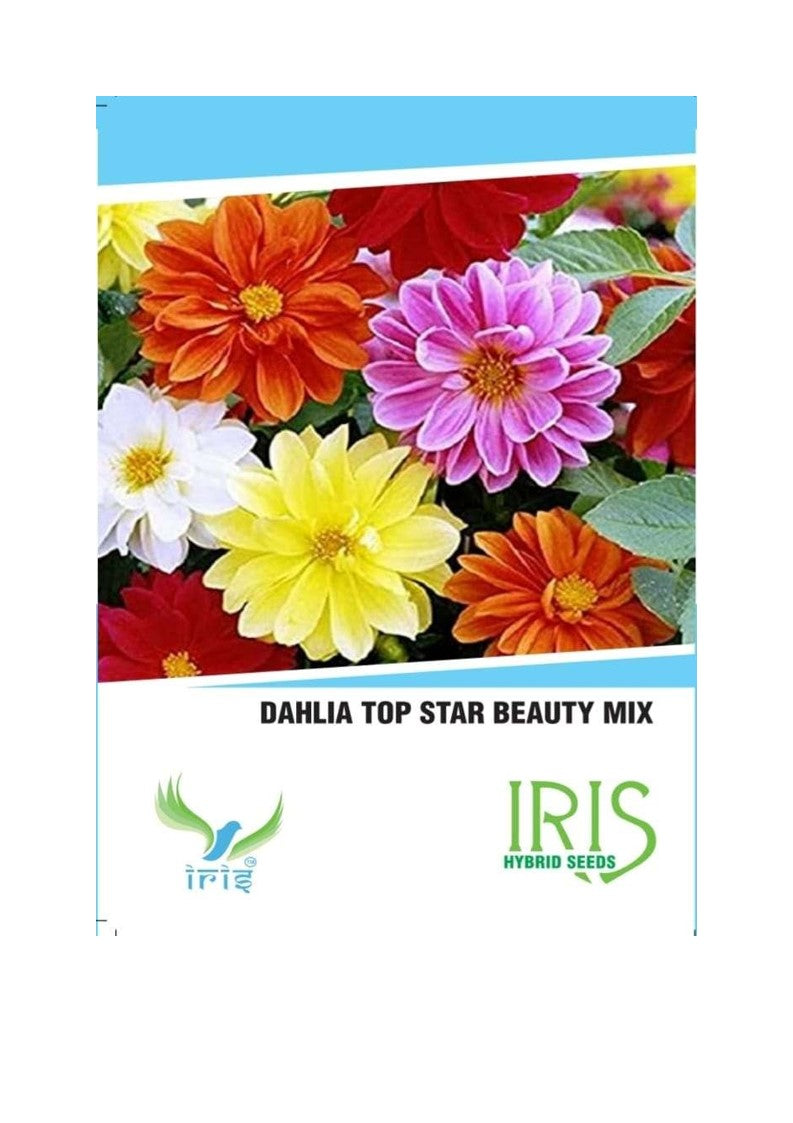 Iris Imported Dahlia Mix