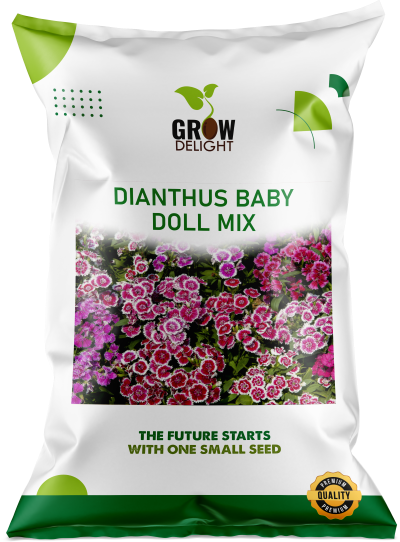 Grow Delight Imported Dianthus Baby Doll Mix