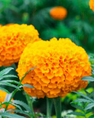 Grow Delight Marigold F1 Orange