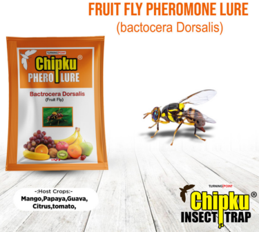 Chipku Pheromone Mac Phill Trap with Fruit Fly Lure (Combo Pack of 5)
