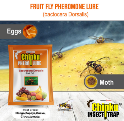 Chipku Pheromone Mac Phill Trap with Fruit Fly Lure (Combo Pack of 5)