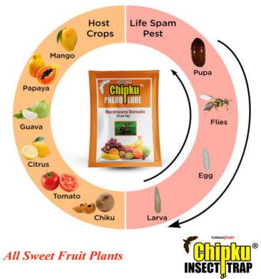 Chipku Pheromone Mac Phill Trap with Fruit Fly Lure (Combo Pack of 5)