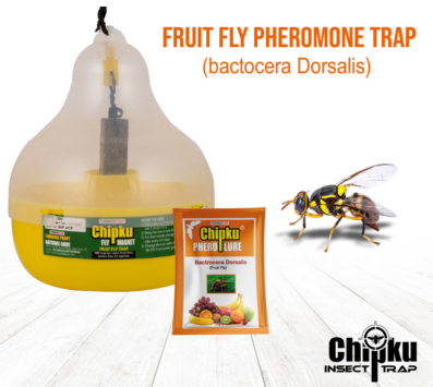 Chipku Pheromone Mac Phill Trap with Fruit Fly Lure (Combo Pack of 5)