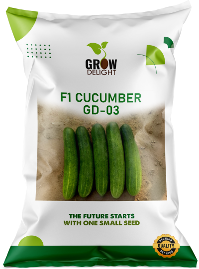 Cucumber / Kakri F1 GD-03