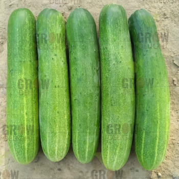 Cucumber / Kakri F1 GD-604