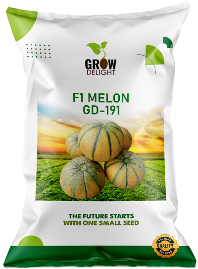 Muskmelon / Kharbooja F1 GD-191
