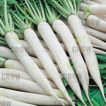 Grow Delight F1 Radish GD-575