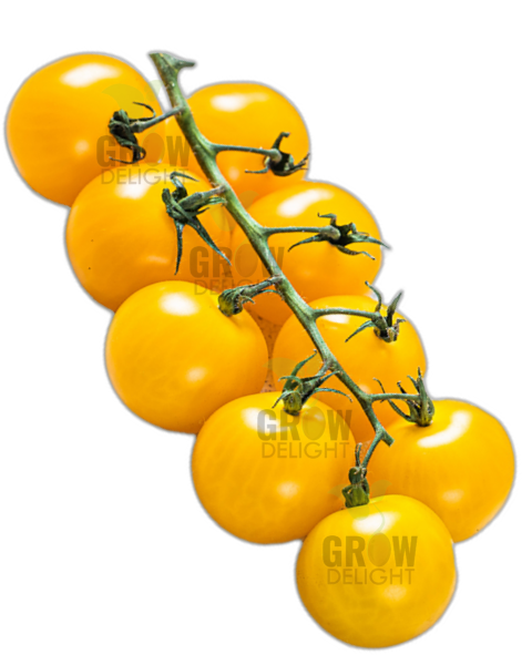 Grow Delight Cherry Tomato Yellow GD 66