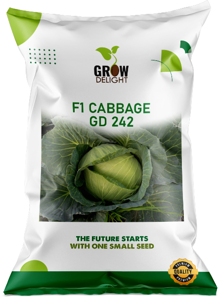 Cabbage / Patta Gobi F1 GD 242