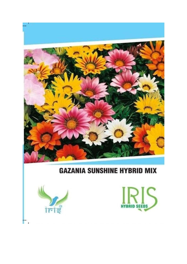 Iris Imported Gazania Sunshine Mix