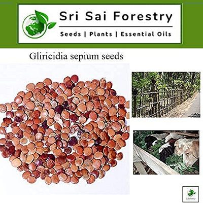 Fodder Gliricidia Sepium Tree Seeds